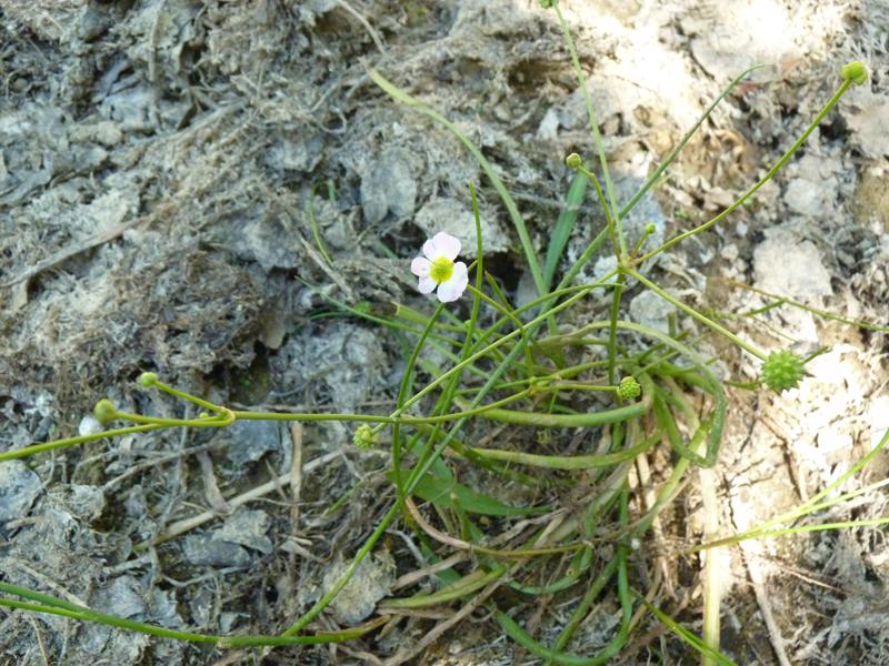Flûteau fausse-renoncule, Baldellie fausse Renoncu Baldellia ranunculoides (L.) Parl., 1854