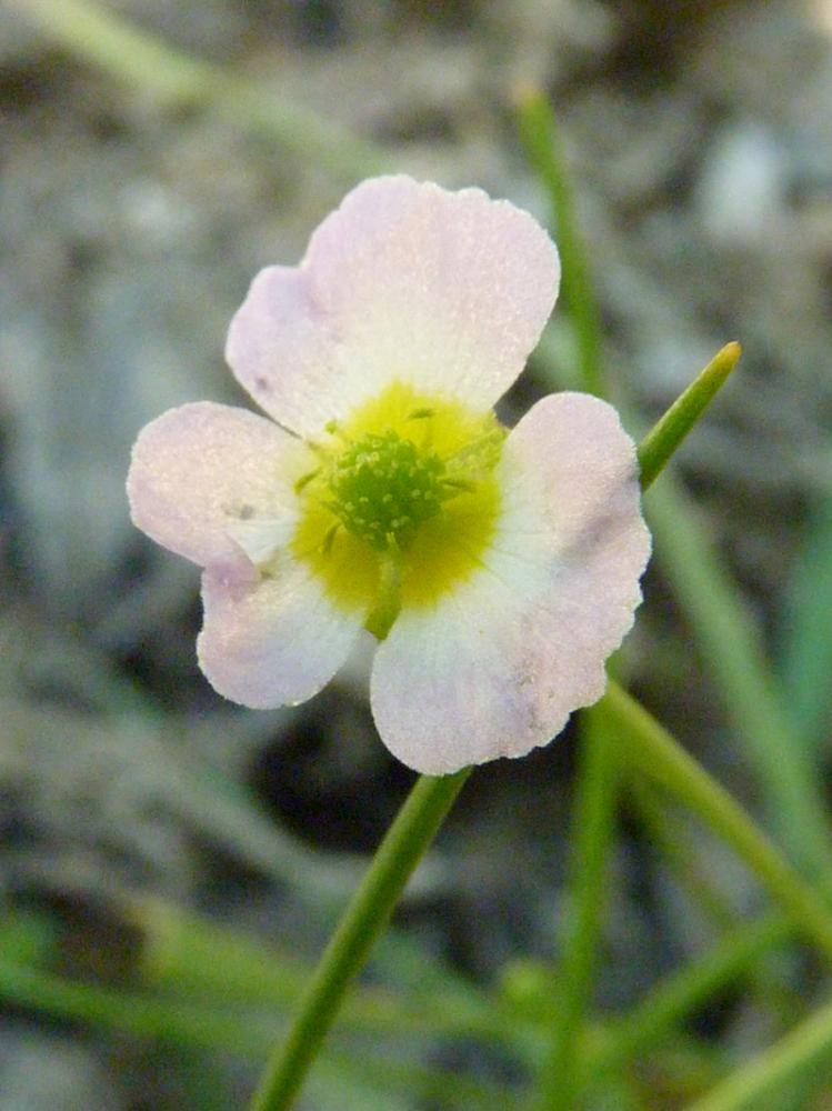 Flûteau fausse-renoncule, Baldellie fausse Renoncu Baldellia ranunculoides (L.) Parl., 1854