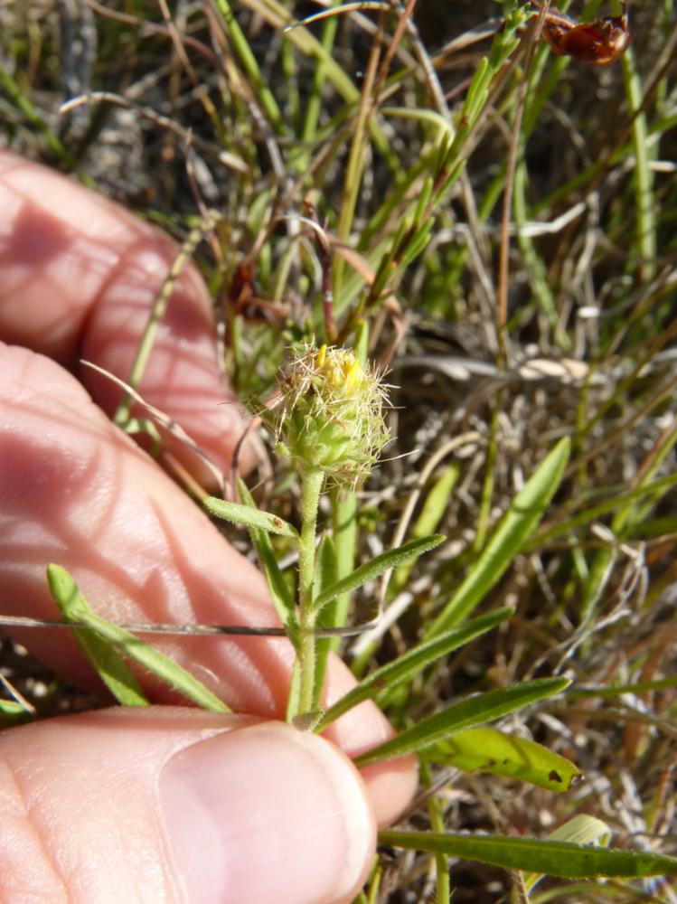 Jasonie Jasonia tuberosa (L.) DC., 1836
