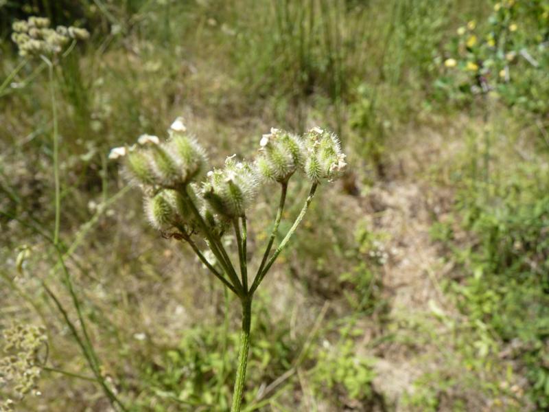 Torilis des champs Torilis arvensis (Huds.) Link, 1821