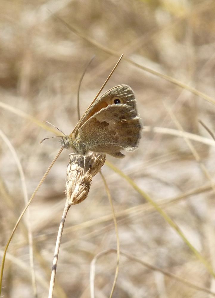 Fadet commun (Le), Procris (Le), Petit Papillon de Coenonympha pamphilus (Linnaeus, 1758)