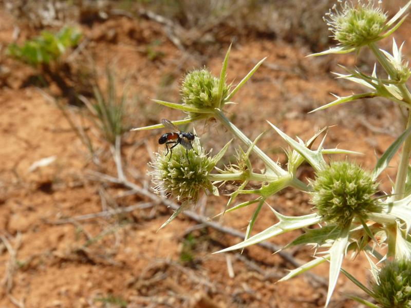 Cylindromyia Meigen, 1803
