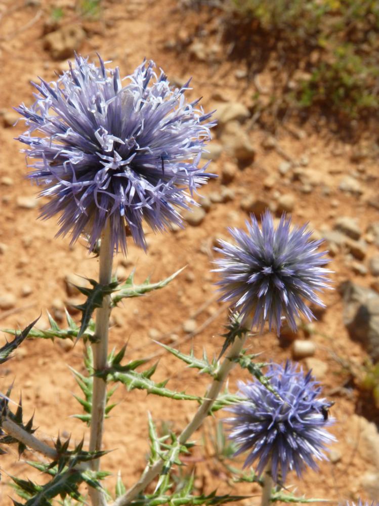Échinops, Chardon bleu Echinops ritro L., 1753