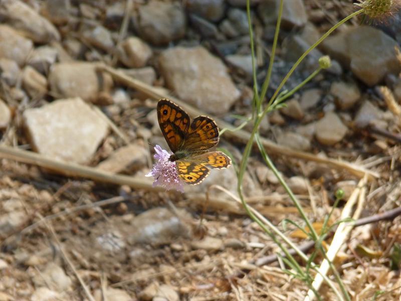 Mégère (La), Satyre (Le) Lasiommata megera (Linnaeus, 1767)
