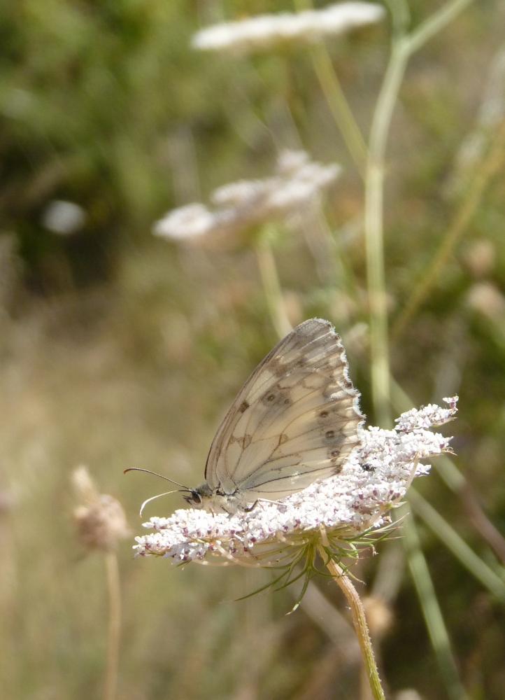 Echiquier ibérique (L'), Échiquier d'Ibérie (L') Melanargia lachesis (Hübner, 1790)
