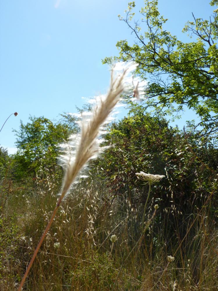 Barbon Andropogon Bothriochloa barbinodis (Lag.) Herter, 1940