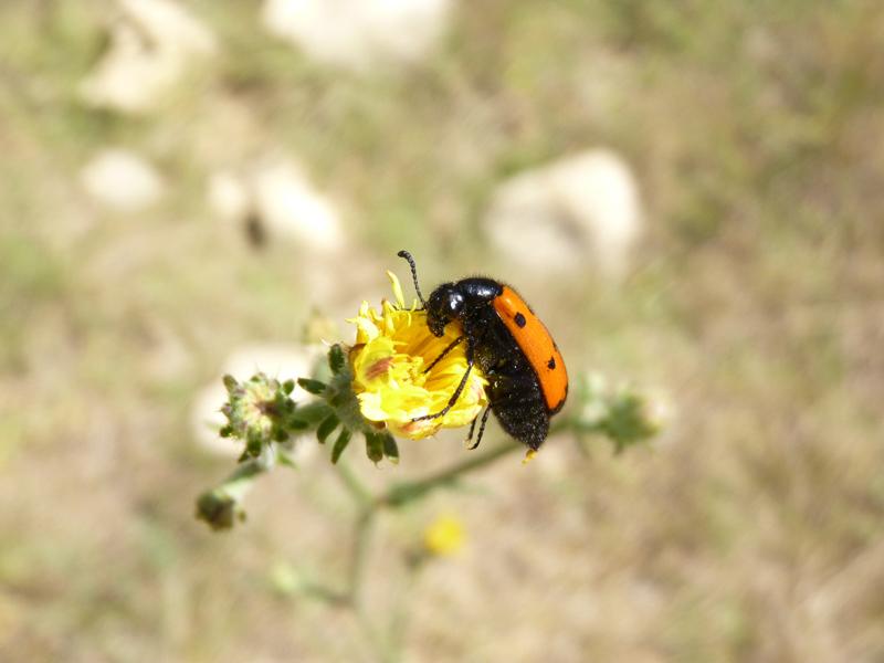  Mylabris quadripunctata quadripunctata (Linnaeus, 1767)