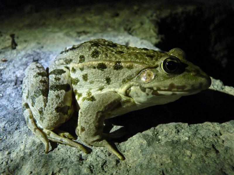 Pélophylax Pelophylax Fitzinger, 1843