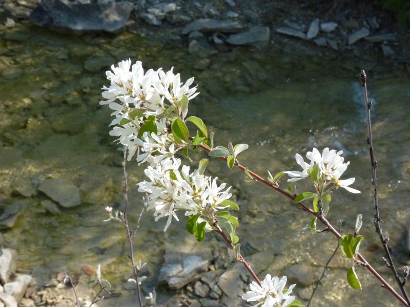 Amélanchier Amelanchier ovalis Medik., 1793