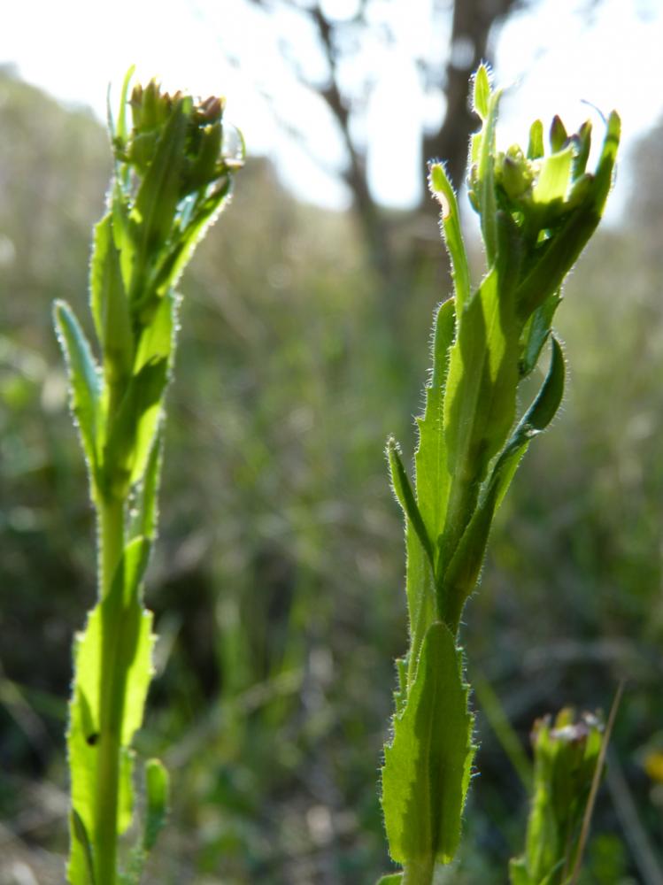 Arabette Arabis hirsuta x Arabis planisiliqua