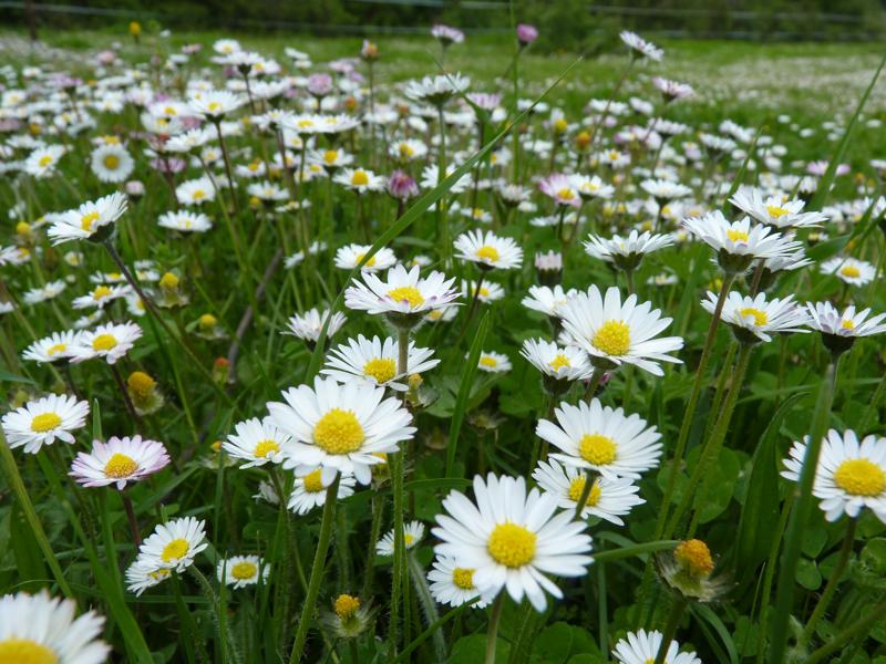 Pâquerette Bellis perennis L., 1753