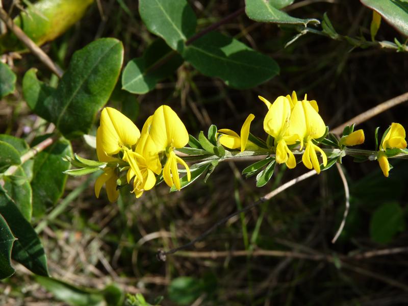 Genêt poilu, Genêt velu, Genette Genista pilosa L., 1753