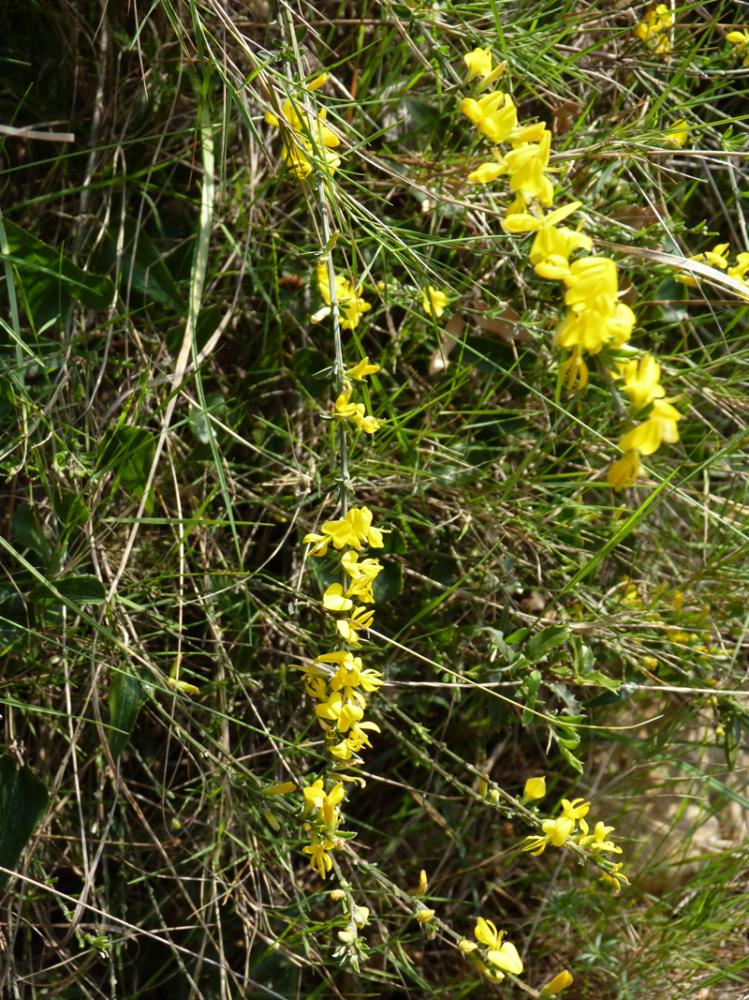 Genêt poilu, Genêt velu, Genette Genista pilosa L., 1753