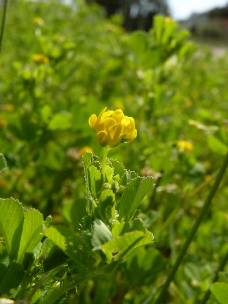 Luzerne polymorphe, Luzerne à fruits nombreux Medicago polymorpha L., 1753