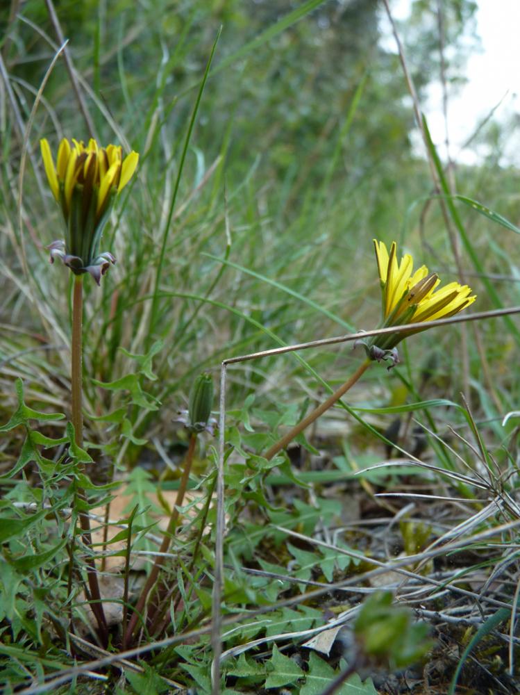 Taraxacum F.H.Wigg., 1780