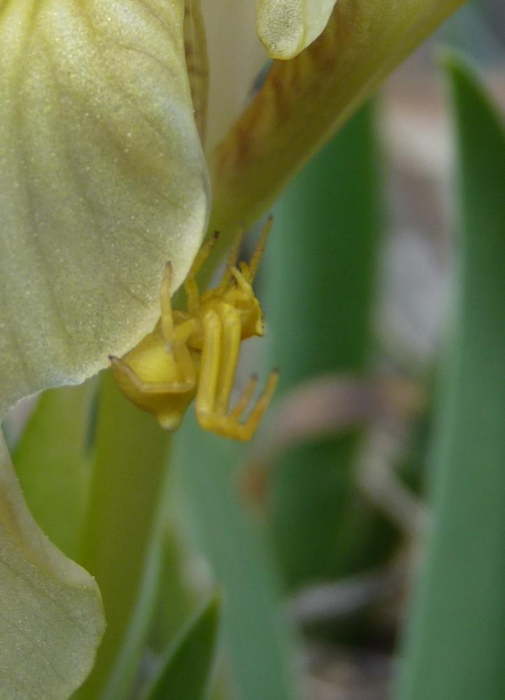 Thomise replet Thomisus onustus Walckenaer, 1805