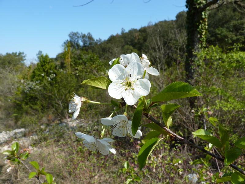 Merisier vrai, Cerisier des bois Prunus avium (L.) L., 1755