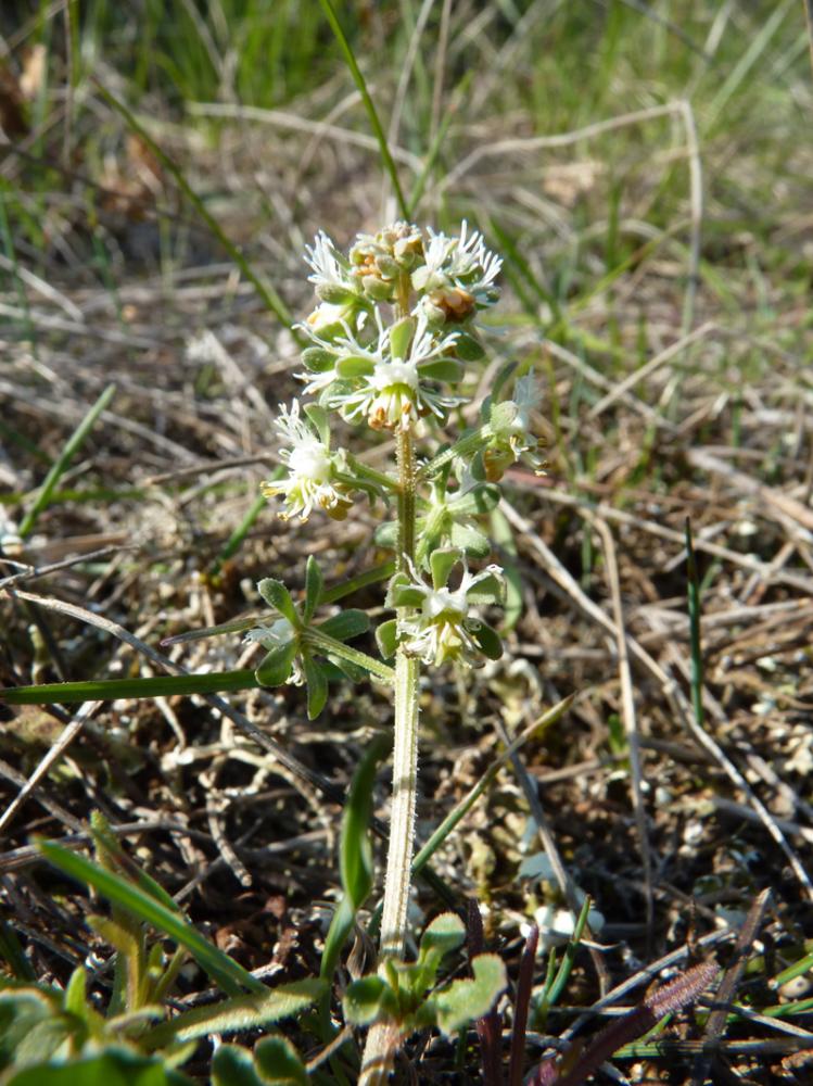 Réséda raiponce Reseda phyteuma L., 1753