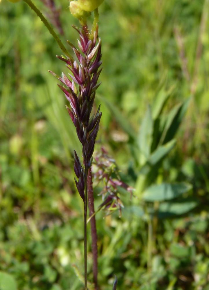 Pâturin bulbeux Poa bulbosa L., 1753