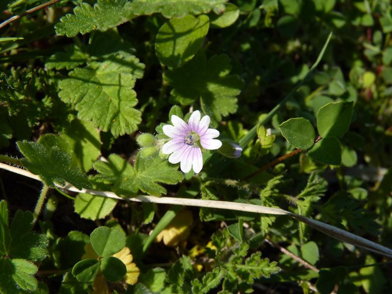 Géranium à feuilles molles Geranium molle L., 1753