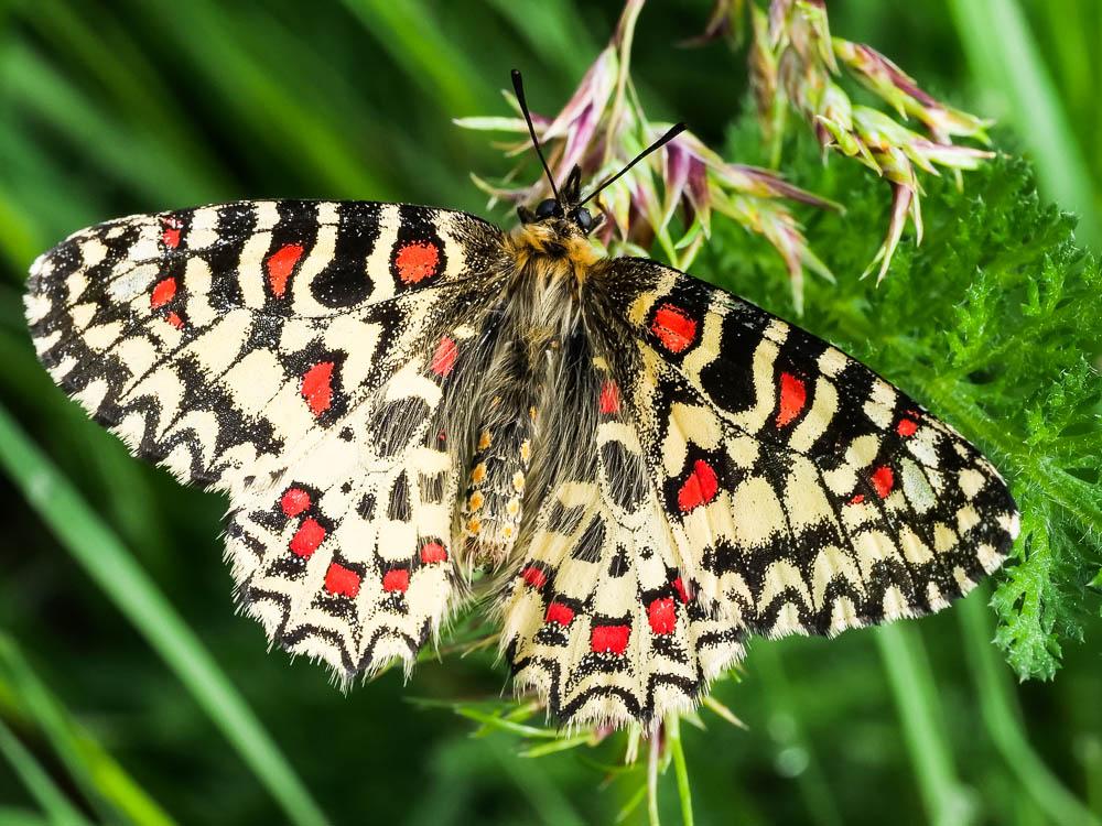 Zerynthia rumina autralis (Esper, 1781)