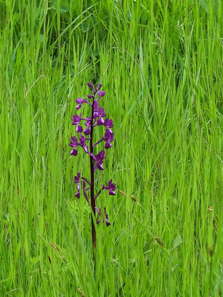 Orchis à fleurs lâches Anacamptis laxiflora (Lam.) R.M.Bateman, Pridgeon & M.W.Chase, 1997