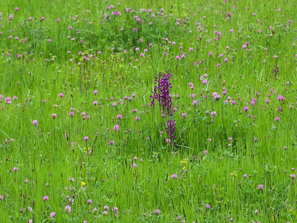 Orchis à fleurs lâches Anacamptis laxiflora (Lam.) R.M.Bateman, Pridgeon & M.W.Chase, 1997