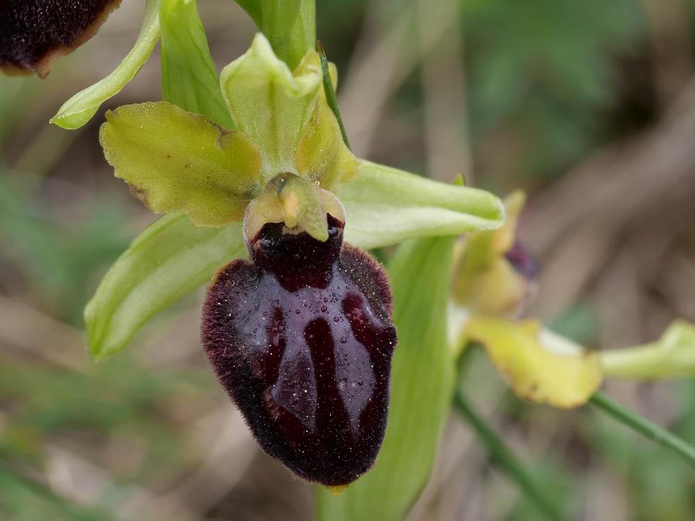 Ophrys de la passion Ophrys passionis Sennen, 1926