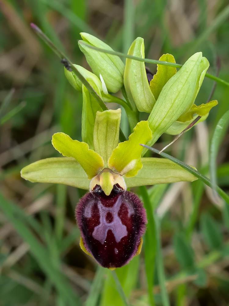 Ophrys de la passion Ophrys passionis Sennen, 1926