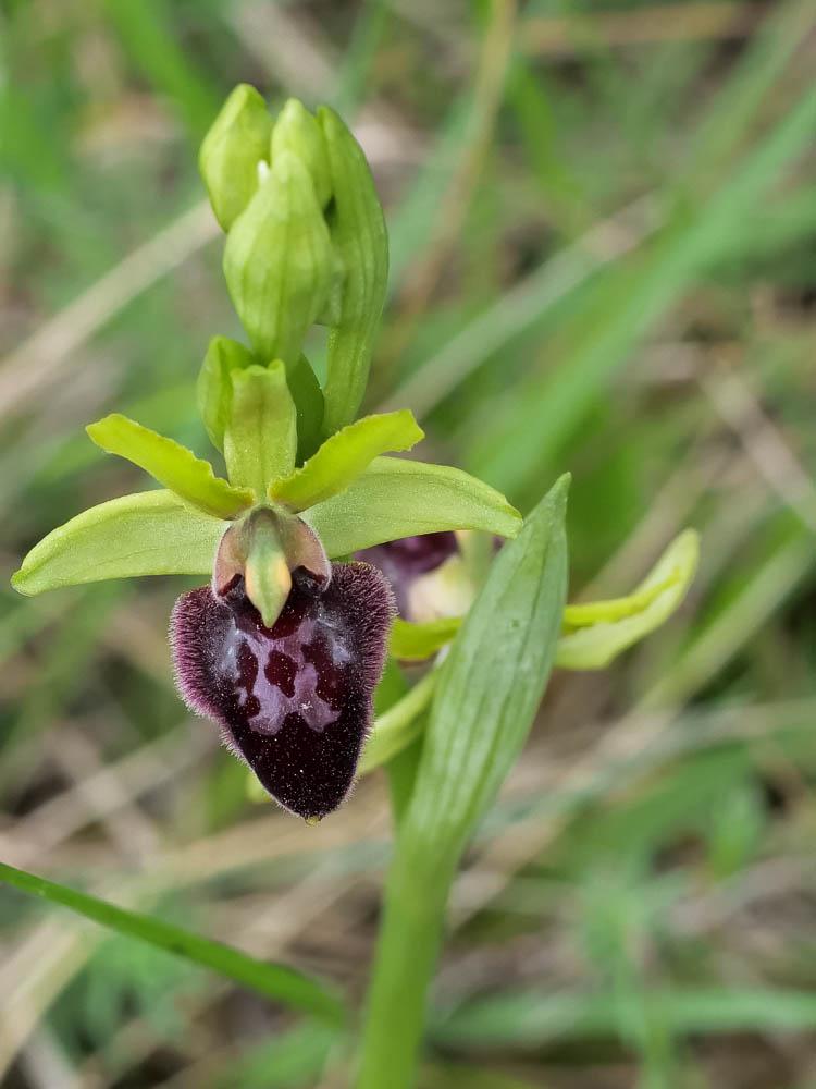 Ophrys de la passion Ophrys passionis Sennen, 1926