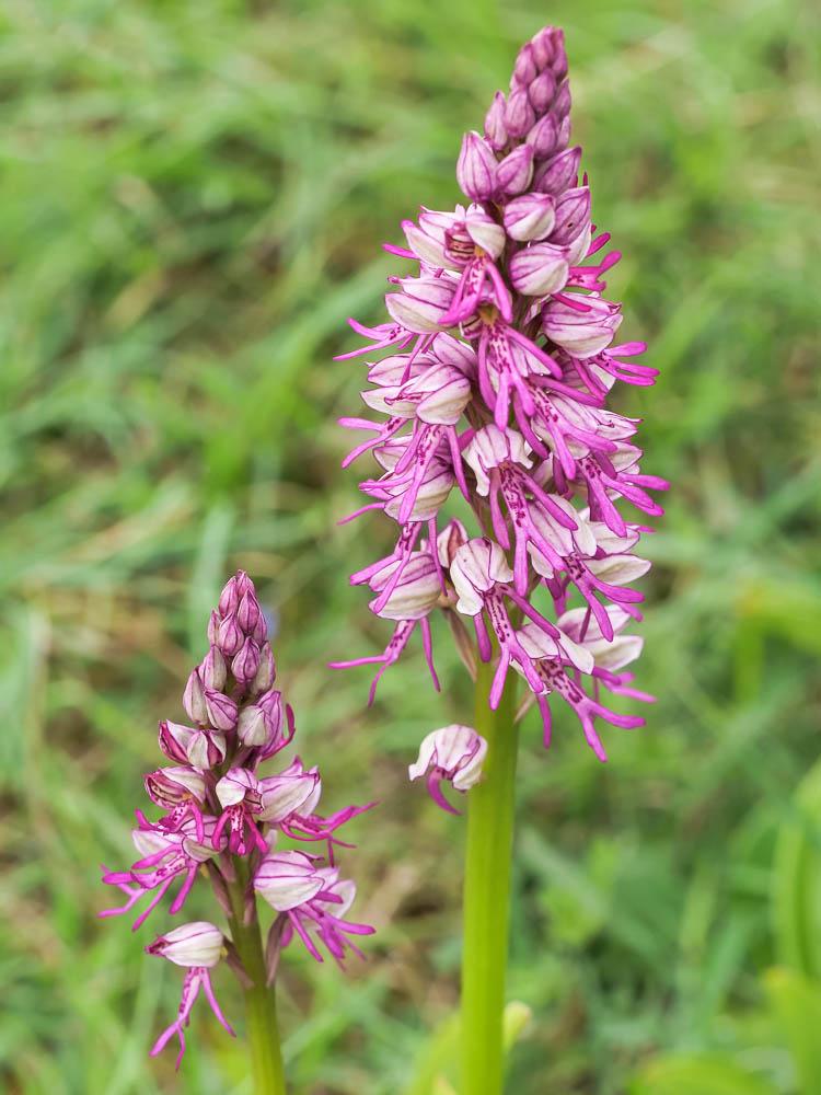 Orchis x spuria Rchb.f., 1849