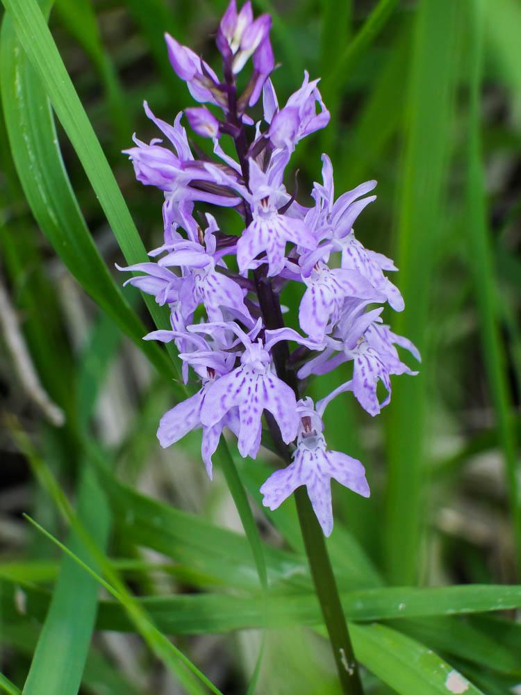 Orchis de Fuchs, Orchis tacheté des bois, Orchis d Dactylorhiza fuchsii (Druce) Soó, 1962
