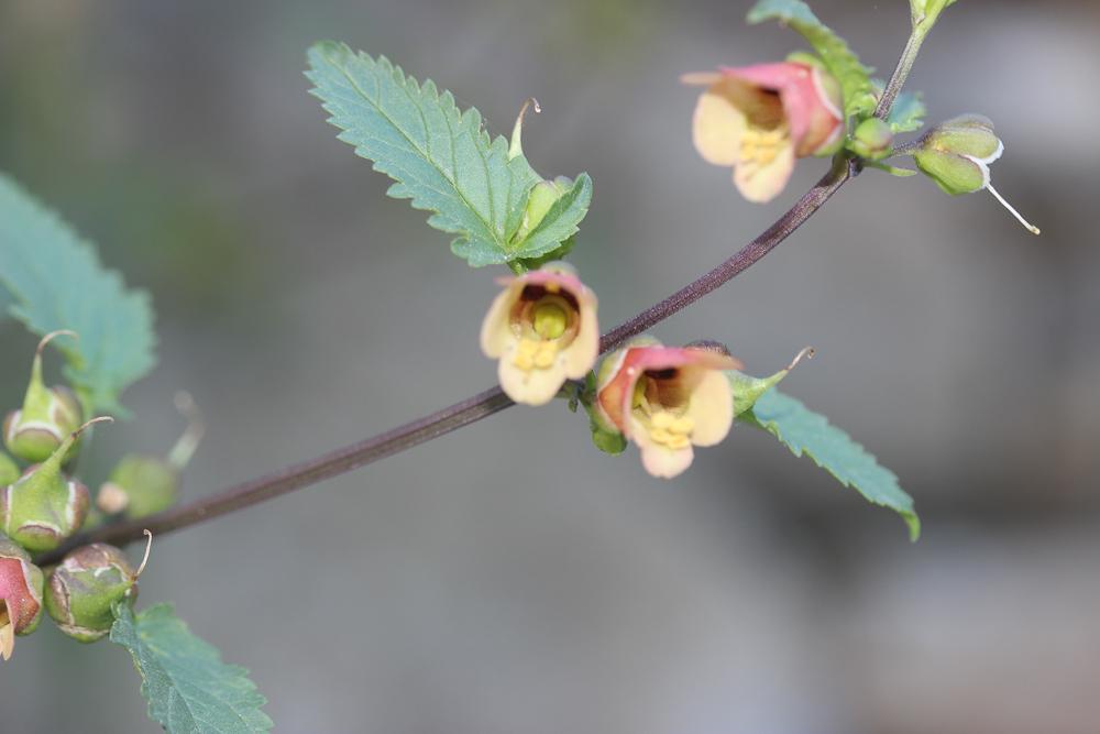 Scrofulaire trifolié, Scrophulaire à trois foliole Scrophularia trifoliata L., 1759