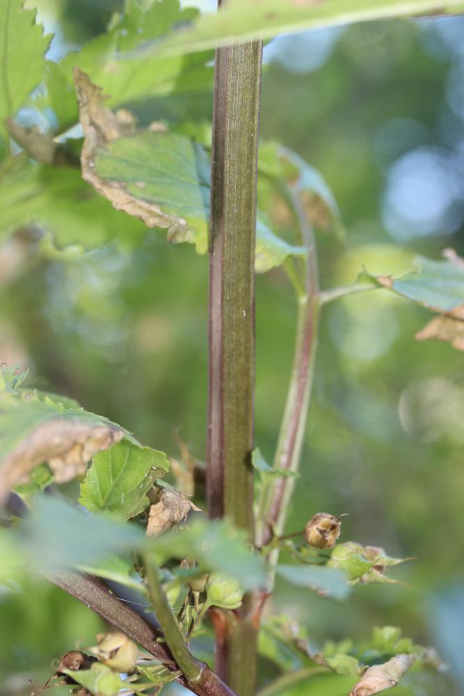 Scrofulaire trifolié, Scrophulaire à trois foliole Scrophularia trifoliata L., 1759