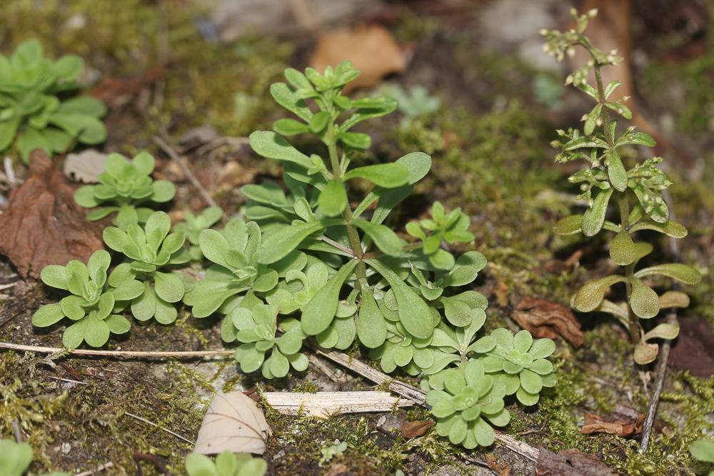 Orpin pourpier, Orpin paniculé Sedum cepaea L., 1753