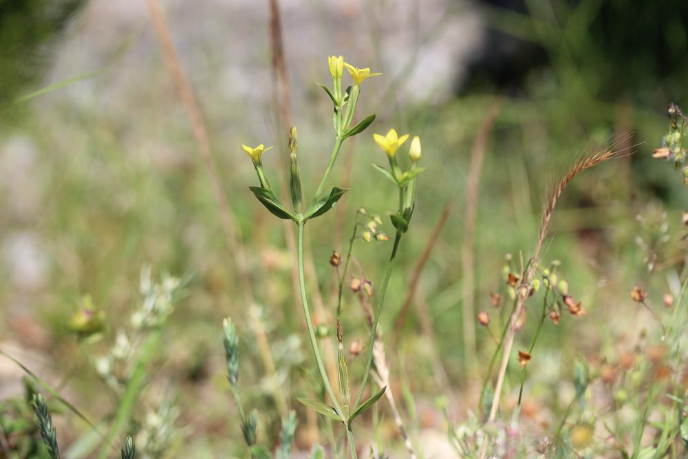Petite centaurée maritime Centaurium maritimum (L.) Fritsch, 1907