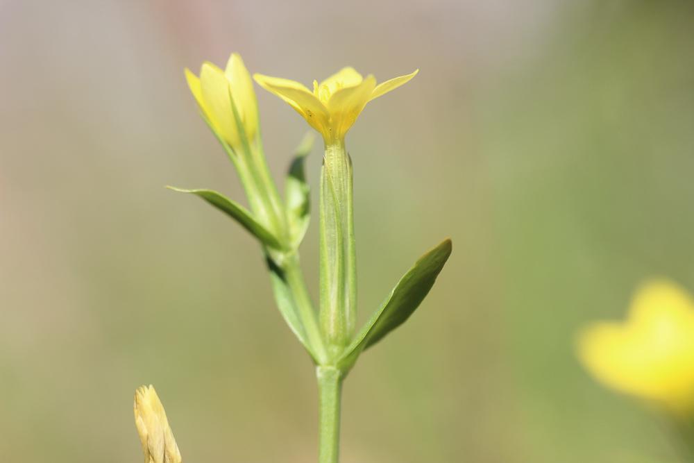 Petite centaurée maritime Centaurium maritimum (L.) Fritsch, 1907