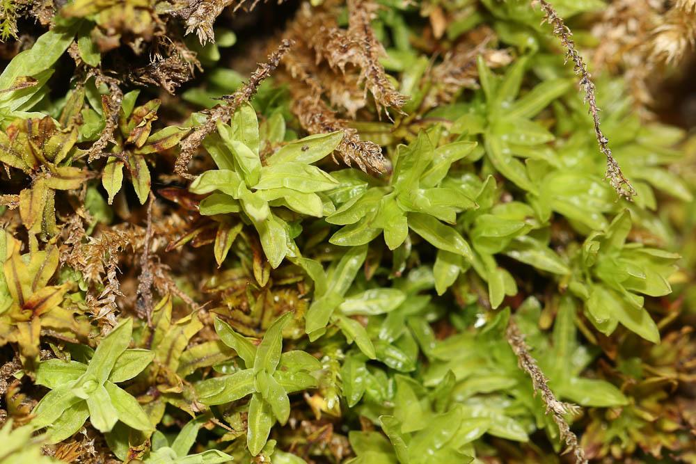  Encalypta streptocarpa Hedw., 1801