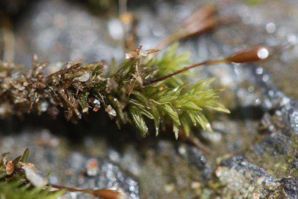 Racomitrium aciculare (Hedw.) Brid., 1819