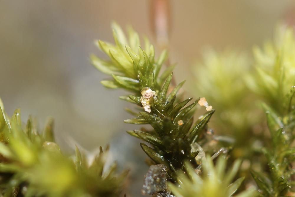 Racomitrium aciculare (Hedw.) Brid., 1819