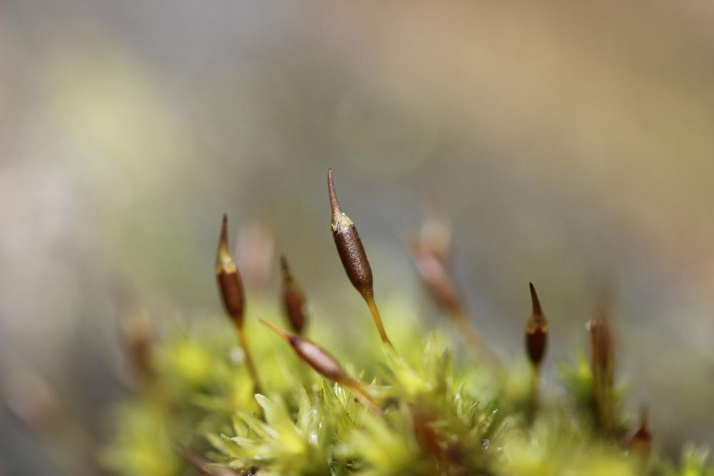 Racomitrium aciculare (Hedw.) Brid., 1819