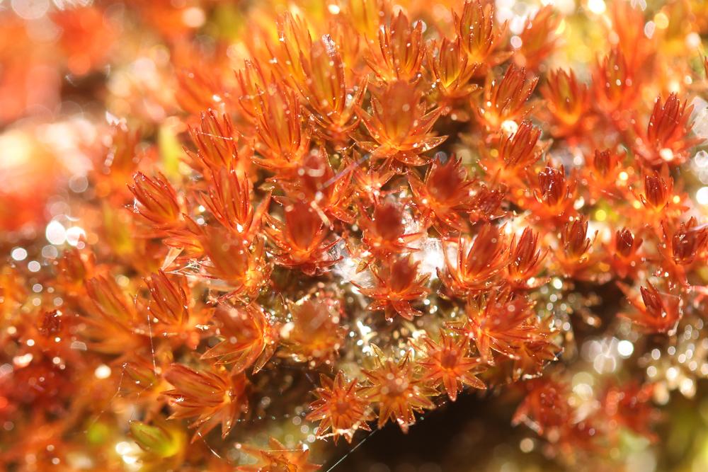 Imbribryum alpinum (Huds. ex With.) N.Pedersen, 2005