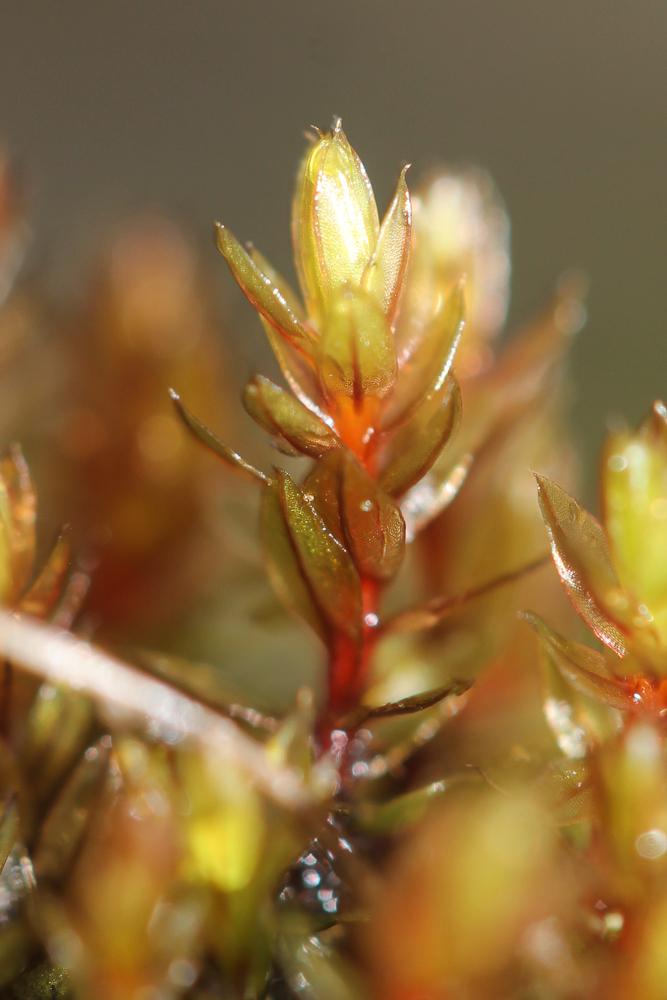 Imbribryum alpinum (Huds. ex With.) N.Pedersen, 2005