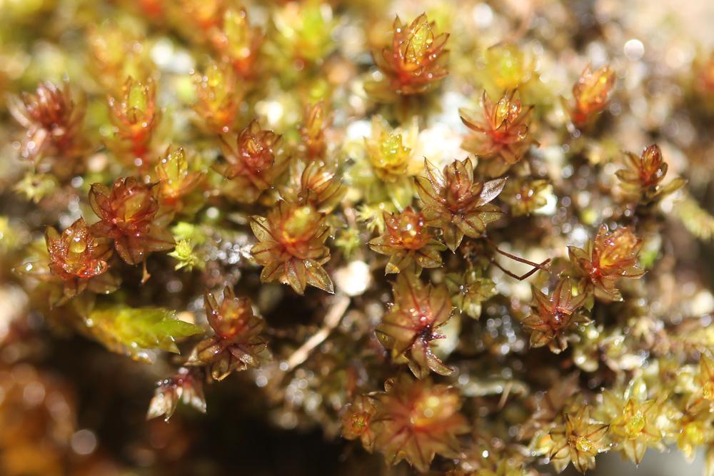  Imbribryum alpinum (Huds. ex With.) N.Pedersen, 2005