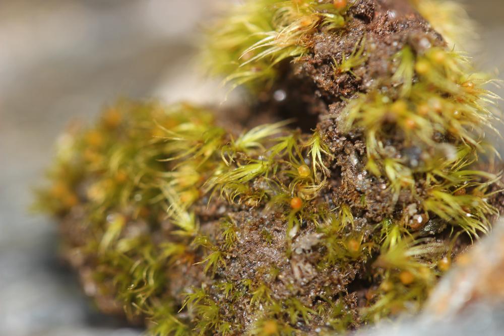 Pleuridium acuminatum Lindb., 1863
