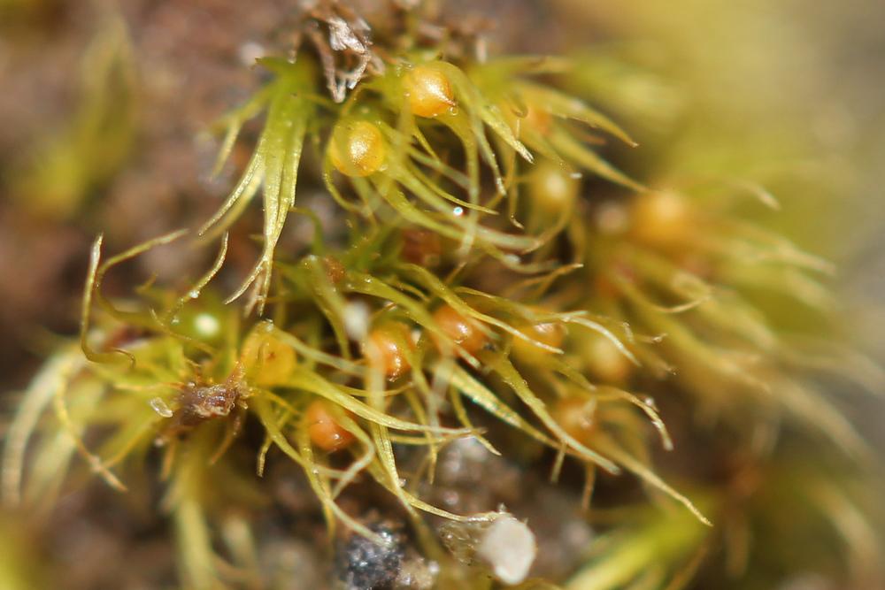 Pleuridium acuminatum Lindb., 1863
