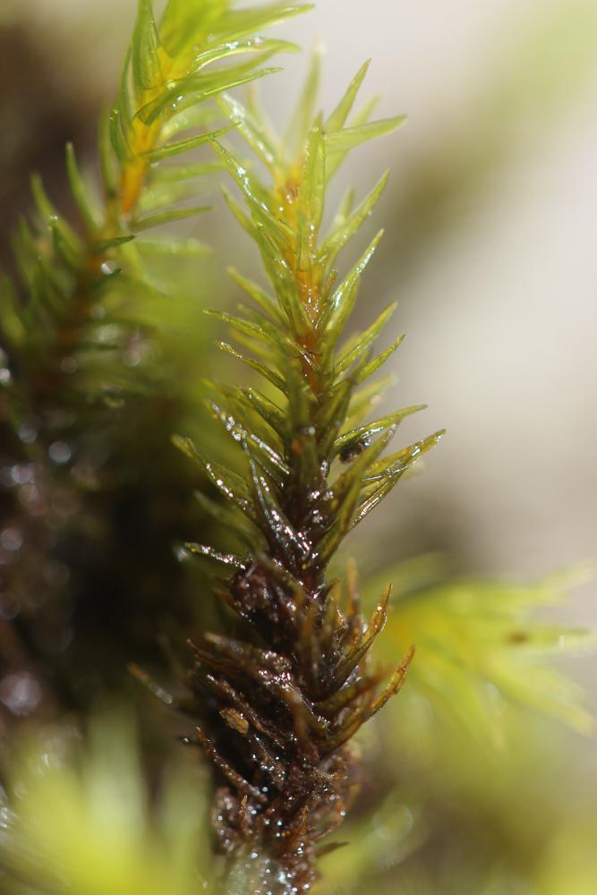 Racomitrium aquaticum (Brid. ex Schrad.) Brid., 1819