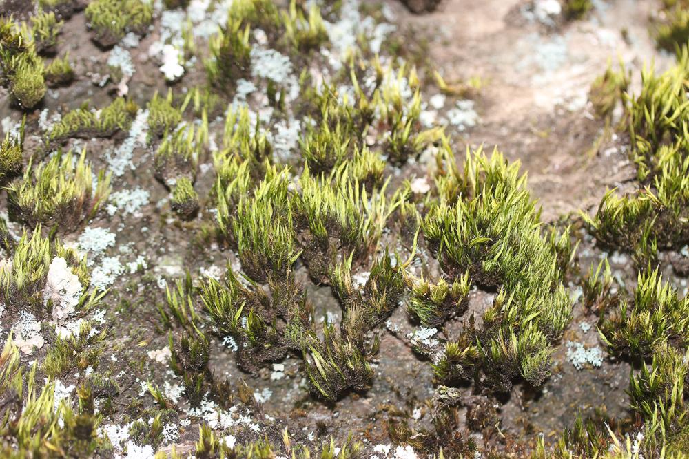 Campylopus pilifer Brid., 1819