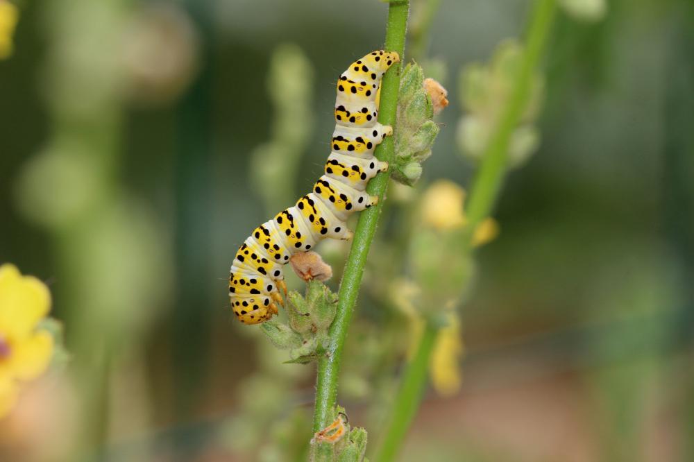 Cucullie de la Molène-Lychnis (La), Bréchette (La) Shargacucullia lychnitis (Rambur, 1833)