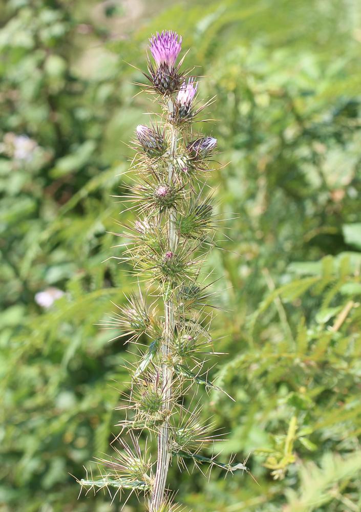 Chardon de Casabona Ptilostemon casabonae (L.) Greuter, 1967